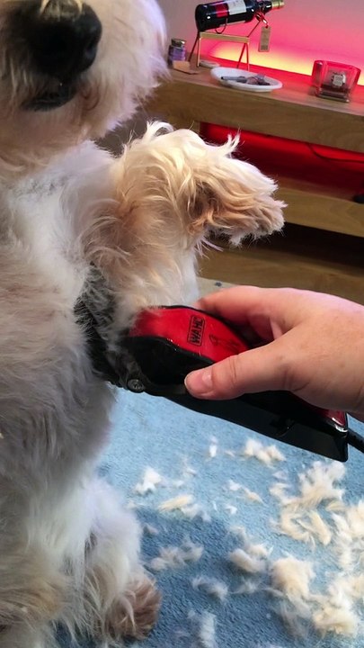 Harvey Stands up Straight While Getting Groomed