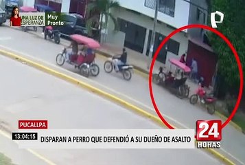 Download Video: Pucallpa: perro pitbull es baleado por delincuentes tras defender a su dueño de un asalto