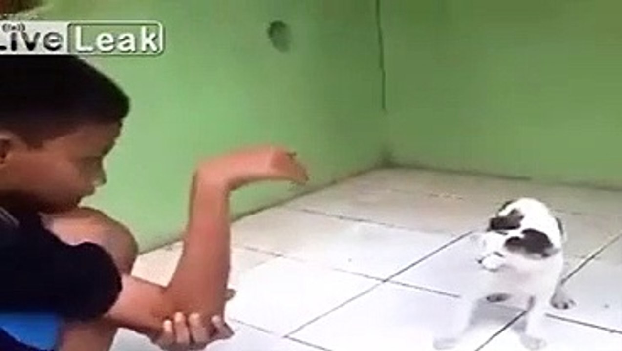 Kedinin intikamı acı oldu