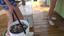 Scallop season begins along parts of Florida Gulf coast