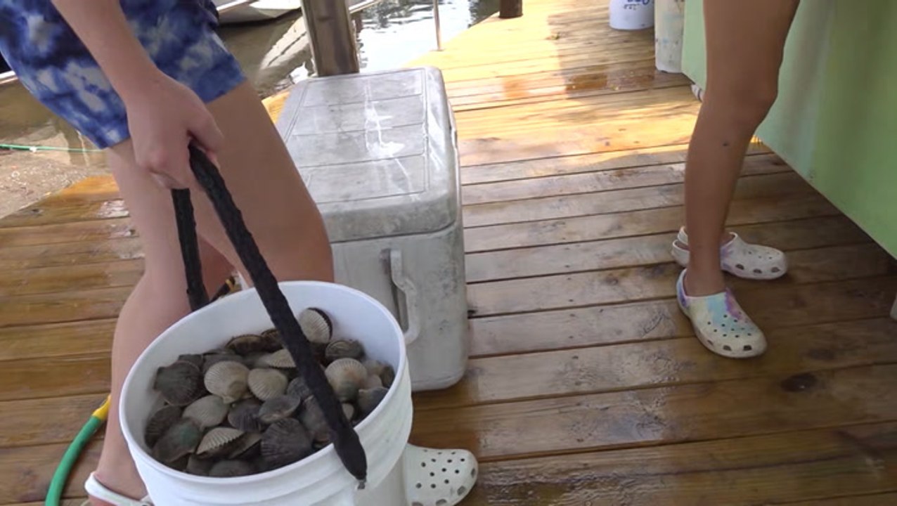 Scallop season begins along parts of Florida Gulf coast