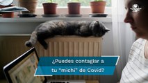 Gatos pueden contraer Covid-19 por dormir en la cama de su dueño