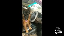 Cute Long Coat German Shepherd Loves Sitting In car's front seat| Cute dog video| Doggy Hub