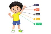 class-3 science, our sense organs in english, sense organs and its uses