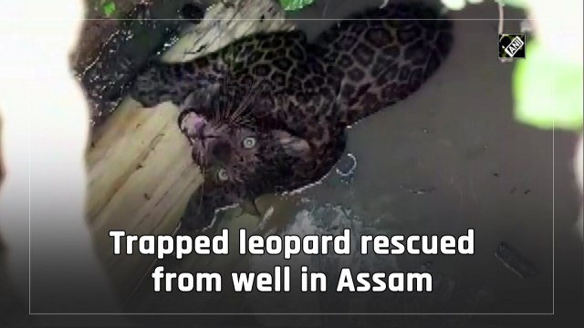 Trapped leopard rescued from well in Assam