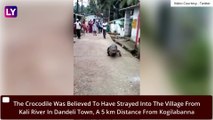 Crocodile Takes A Walk Down The Village Road In Karnataka's Dandeli