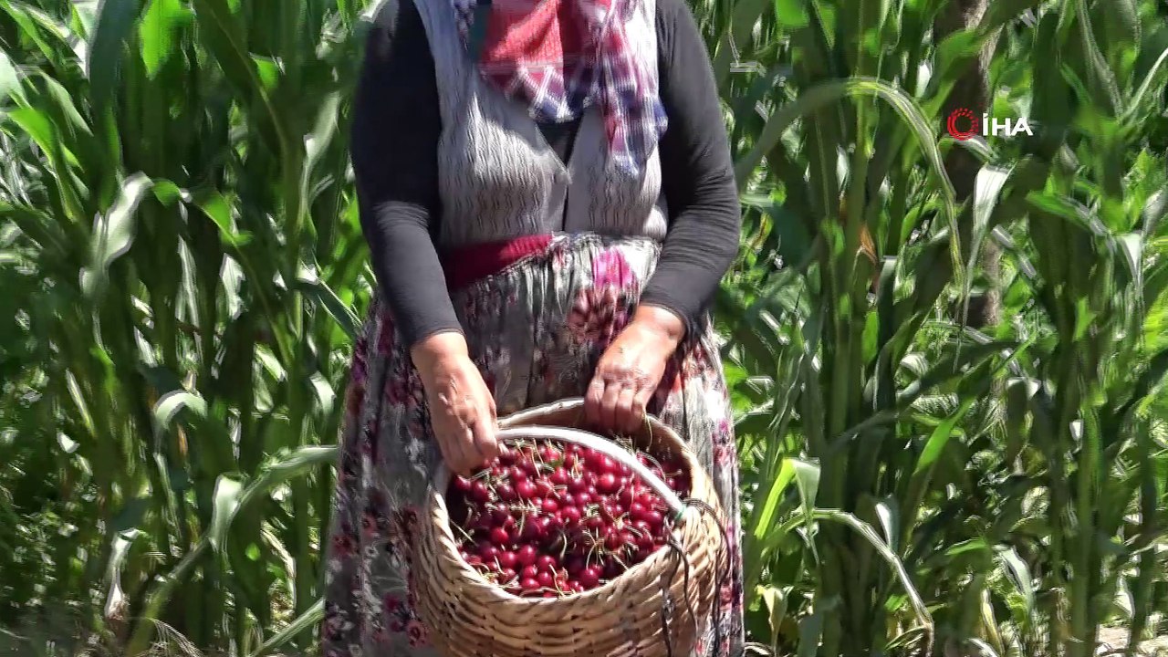 Dalında 2 lira, pazarda 15 lira