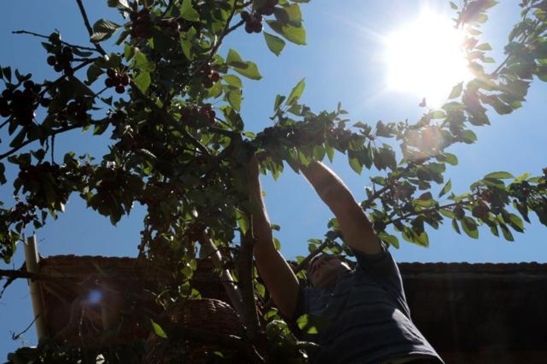 Dalında 2 lira, pazarda 15 lira