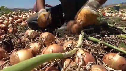 Tarlada soğanın fiyatı sudan ucuz