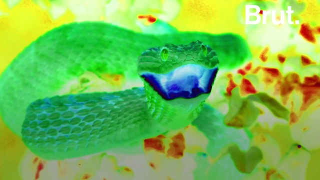 Ces vipères venimeuses ont des écailles impressionnantes