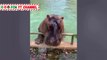 ANIMALS never fail to make us LAUGH  Super FUNNIEST ANIMAL compilation