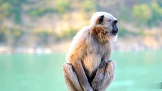 MOST Popular Forest Monkey