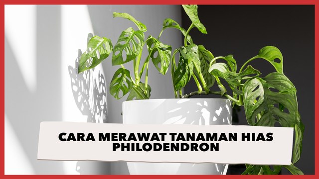Cara Merawat Philodendron, Tanaman Hias Cocok untuk Mempercantik Ruangan
