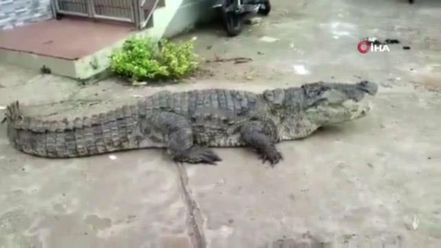 Hindistan'da sokakta gezinen dev timsah görenleri şaşırttı