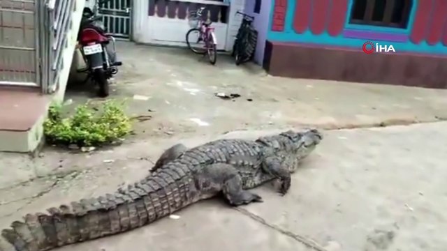 - Hindistan'da sokakta gezinen dev timsah görenleri şaşırttı