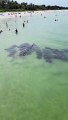 Mass of Manatees Moves Towards Shore Together