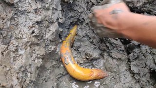 Best Eel Fishing   Catching Yellow Monster Eel Fish From Under Deep Mud