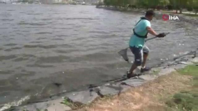 Son dakika haber! Küçükçekmece Gölü'nde pis koku ve balık ölümleri