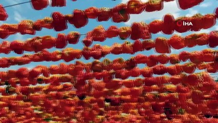 Yılın ilk kurutmalıkları güneşe bırakıldı