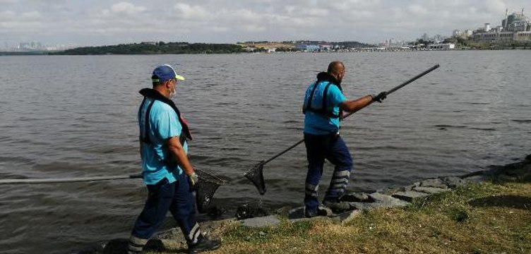 KÜÇÜKÇEKMECE GÖLÜ'NDE KIYIYA VURAN ÖLÜ BALIKLAR TOPLANIYOR