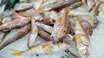Slow Fish 2021: lasciatevi stupire dal mare, non mangiate il fritto