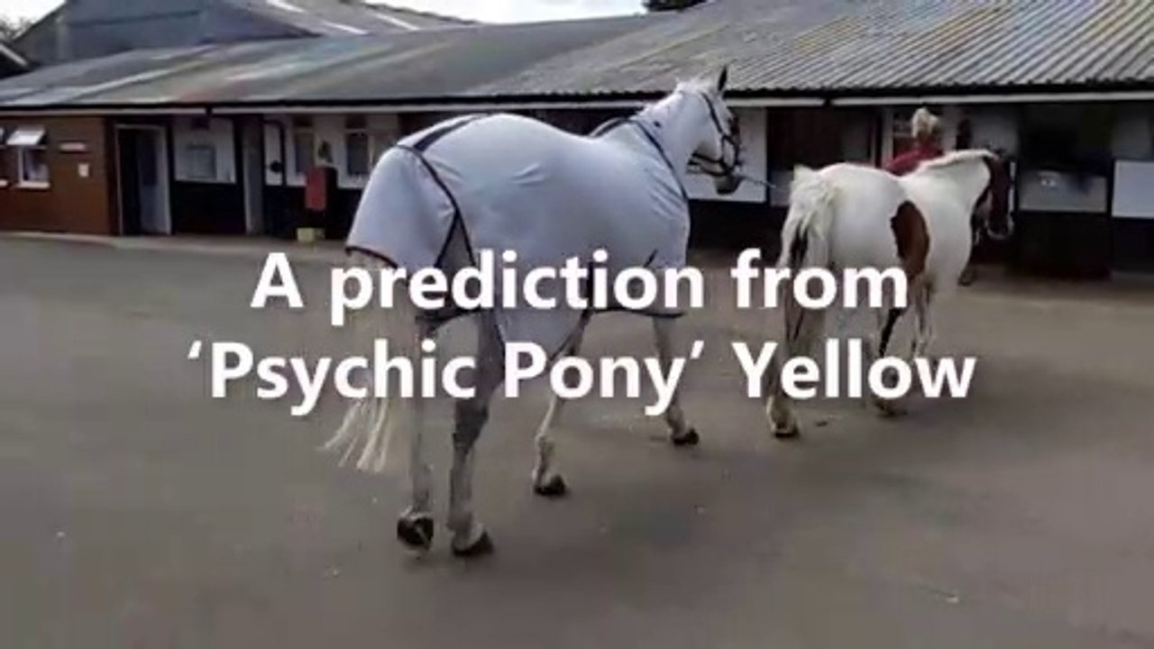 Sunderland 'Psychic Pony' predicts Ukraine v England score