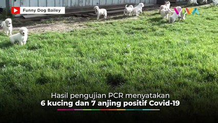 Waspada! Kucing dan Anjing Berpotensi Terinfeksi Covid-19