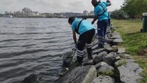 Küçükçekmece Gölü'nde kıyıya vuran ölü balıklar temizleniyor
