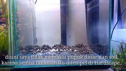 Membuat aquascape mini avatar simple dan murah