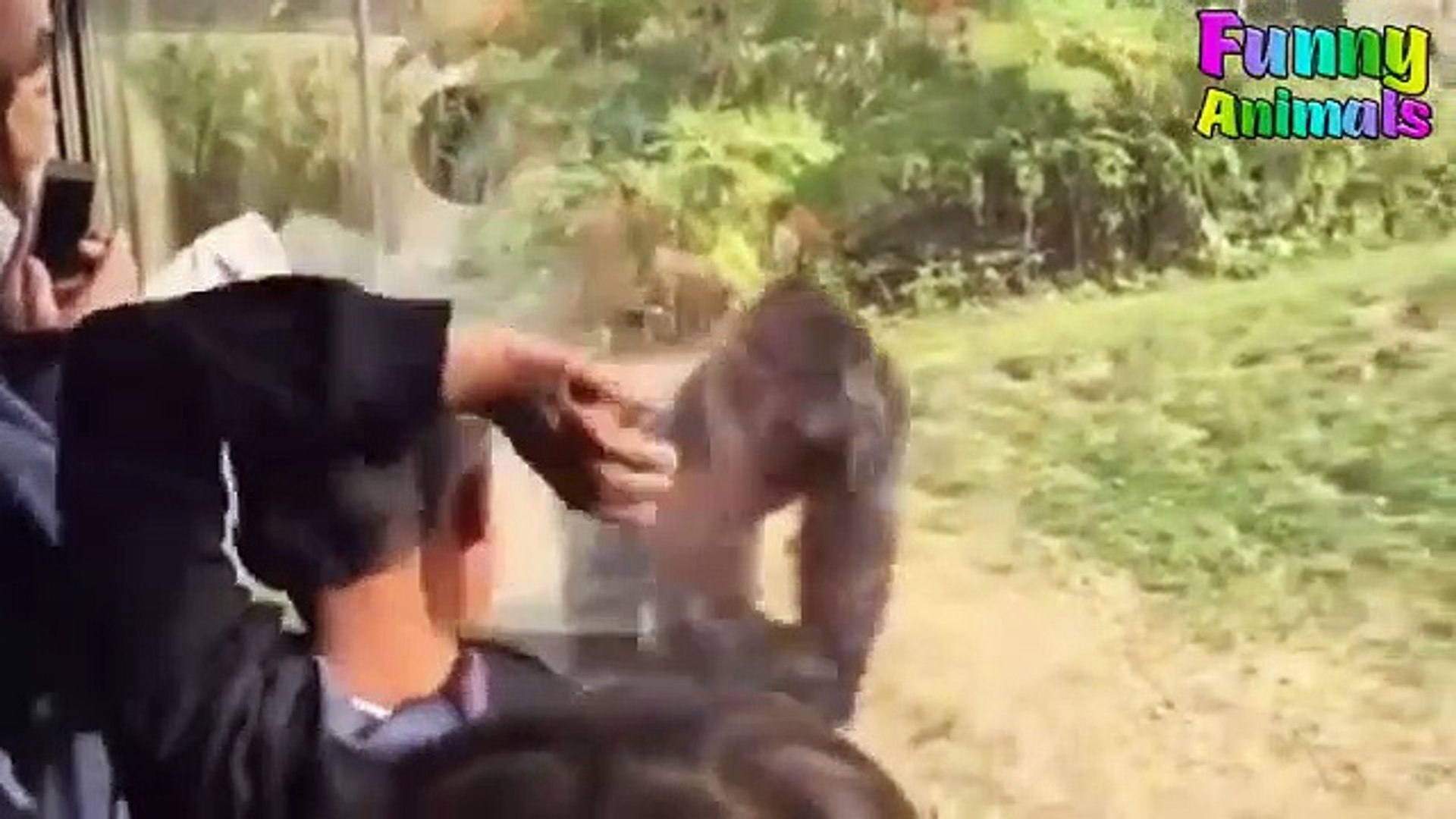 ⁣Funny PETS Peacock Attacking People Funniest Animals Videos -