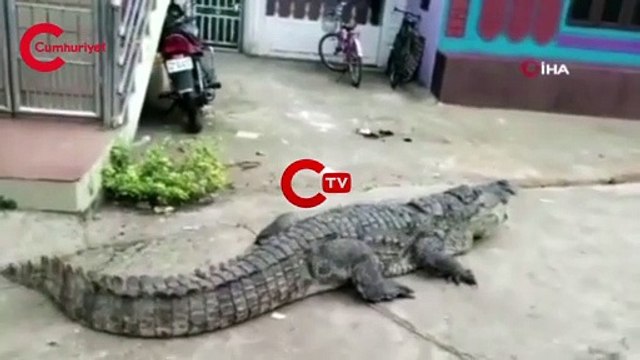 Hindistan'da sokakta gezinen dev timsah görenleri şaşırttı