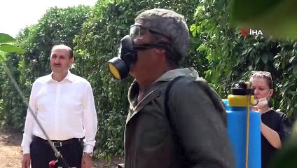 Narenciyenin kabusu 'Akdeniz meyve sineği'nde ilaçlama seferberliği
