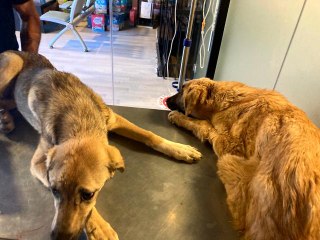 Başkent'te zehirlenen 6 köpekten 2'si telef oldu