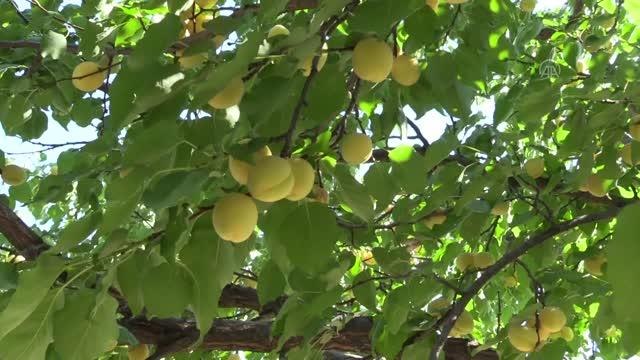 Malatya Valisi Aydın Baruş, kayısı hasadına katıldı