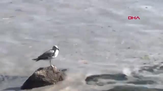 ANKARA Bakan Kurum Marmara Denizi'nde 9 bin 959 metreküp müsilajı bertaraf ettik