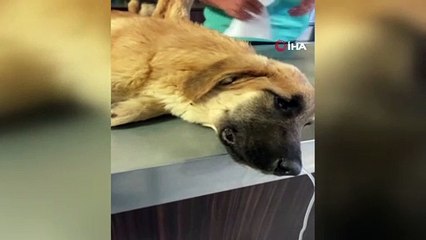 Başkent'te zehirlenen 6 köpekten 2'si telef oldu