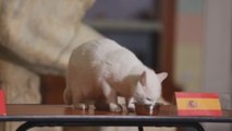 El gato ruso Aquiles pronostica la victoria de España sobre Suiza