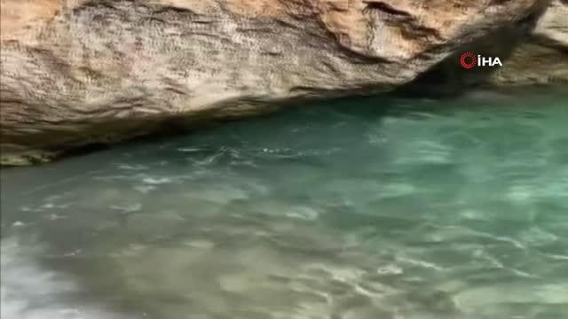 Akdeniz fokunun dalgalar arasındaki oyunu