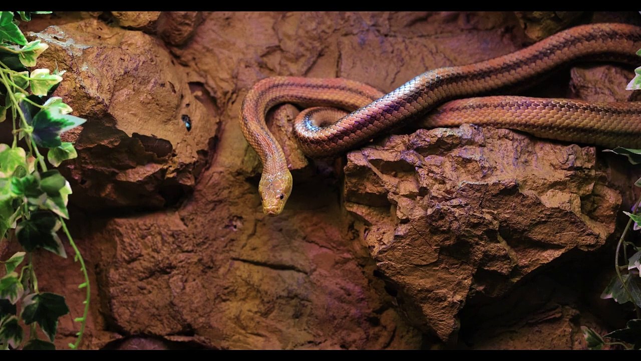 Different type of snakes