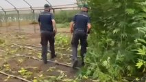 Sant'Antonio Abate (NA) - 400 piante di marijuana in una serra per pomodori (02.07.21)