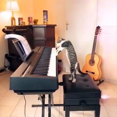 Funniest Cats  - Don't try to hold back Laughter  - Funny Cats Life