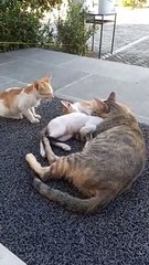 Kasih sayang kucing