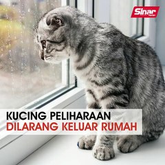 Kucing peliharaan dilarang keluar rumah