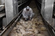 Kayseri'deki tavuk çiftliğinin deposunda çıkan yangında 10 bin tavuk telef oldu