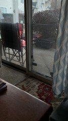 Cat Gets Rowdy Over Raindrops