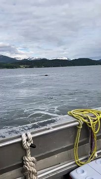 Bald Eagle Swims to Shore