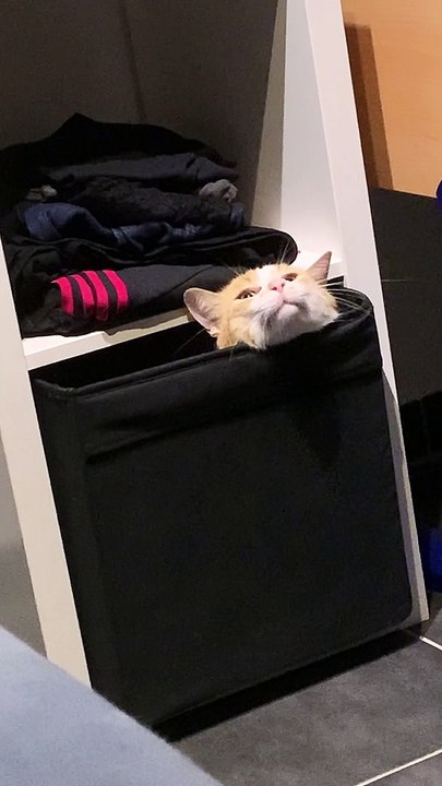 Cute Cat Stuck in Box