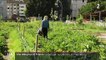 Annecy : un maraîcher fait pousser ses légumes en plein centre-ville