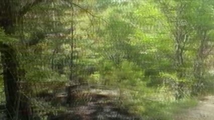 Çıkan örtü altı yangınında 250 metrekare alan zarar gördü