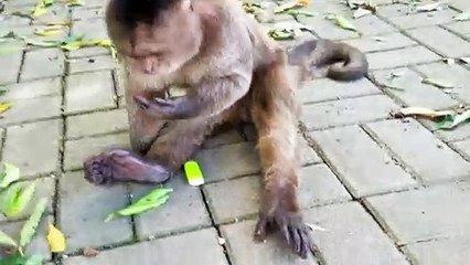 Monkey Learns to Use Lighter in Misahualli, Ecuador
